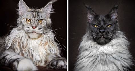 27 Images Of Maine Coon Cats Who Look Majestic