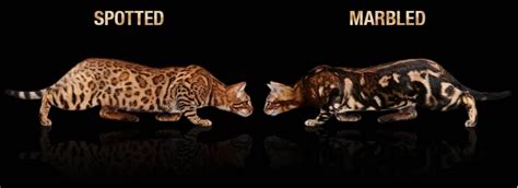 Bengal cats are also a hybrid of a domestic cat. Bengal Colors and Patterns - REGISTERED BENGALS