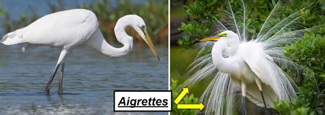 8 Types Of Herons Found In Wisconsin 2024 Bird Watching Hq