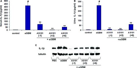 Treatment With As101 Decreases Il 1β Protein Levels In Crescentic