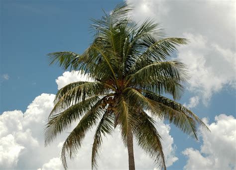 These free photos are cc0 licensed, so you can use them in both your personal or commercial projects without attribution. Coconut Tree Free Stock Photo - Public Domain Pictures