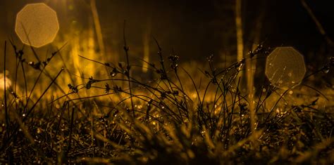 Photography Of Grasses During Nighttime · Free Stock Photo