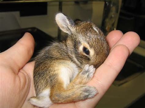47 Worlds Cutest Baby Animals The Latest Temal