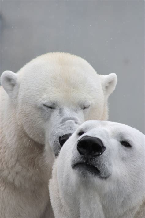 Free Images White Atmosphere Love Heart Zoo Fur Kiss Couple