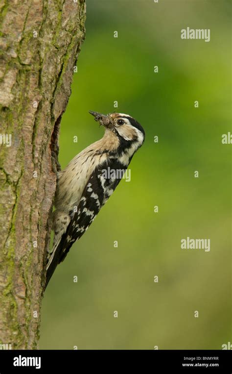 Female Lesser Spotted Woodpecker Stock Photo Alamy