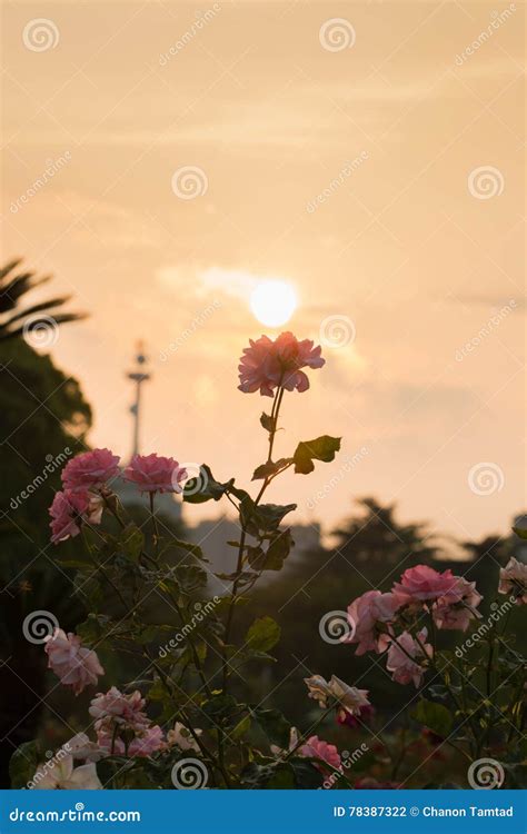 Beautiful Pink Rose In Flower Garden At Sunset Stock Photo Image Of