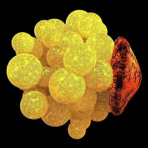 Human Fat Cell Photograph By Alfred Pasiekascience Photo Library