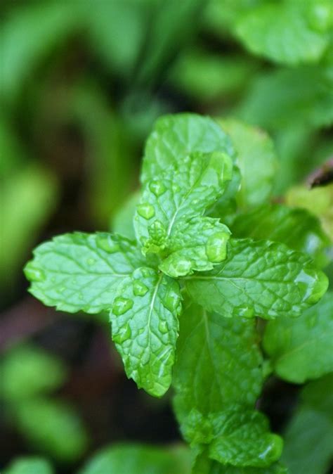 Ia juga boleh digunakan sebagai hiasan yang boleh diletak di atas hidangan seperti salad. Daun Pudina / Peppermint Leaves - SAL75300 kit lens | Flickr