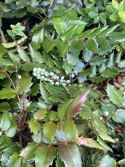 Mahonia Berberis Nervosa Low Oregon Grape Plantas Nativa Llc