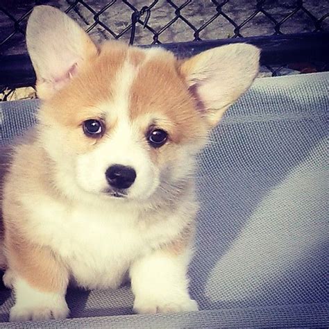 828 Best The Cutest Corgi Puppy Pictures On Earth Images On Pinterest