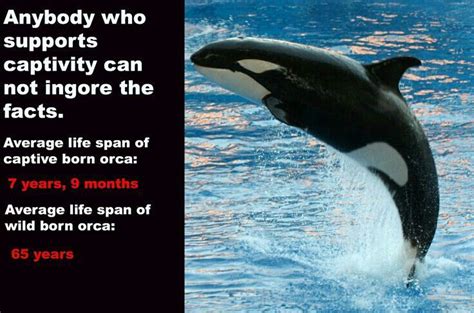 Boycott Seaworld Orca Abuse Animal Rights Watch Blackfish Sea