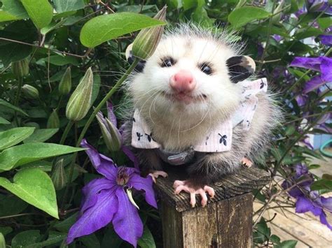 Todays Possum Of The Day Has Been Brought To You By Summertime