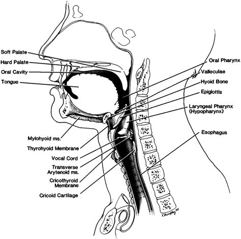 Sagittal View Of The Pharynx At Rest The Nasopharynx Is In Continuity