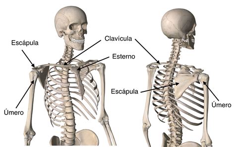 Ortopedista Curitiba Ombro Esqueleto Frente Verso 2a Dr Carlos