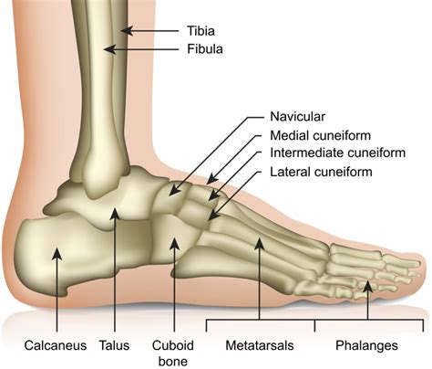 Tarsal Coalition A Cause Of Ankle Pain Sport Doctor London