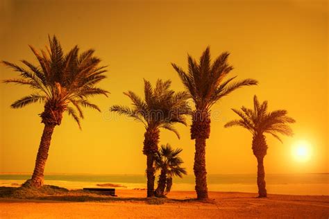 Orange Sunset Over Palm Trees Stock Photo Image Of Gedi Summer 91965984