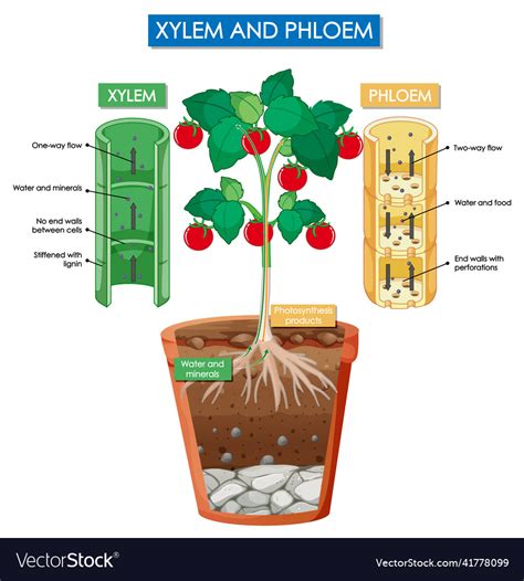 Diagram Showing Xylem And Phloem Plant Royalty Free Vector