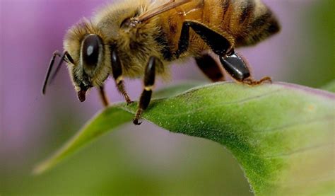 20 Interesting Bee Facts