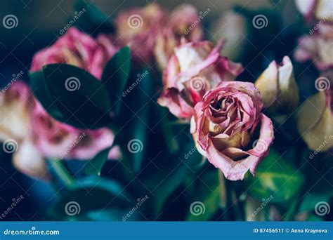 Withered Old Pink Yellow Red Roses Flowers Stock Image Image Of