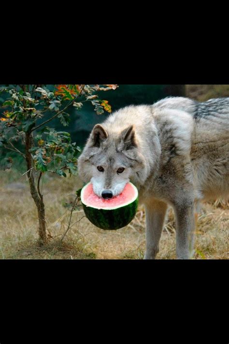Hungry Like The Wolf Funny Animals Animal Memes Funny Pictures