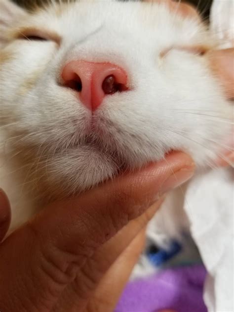 Cat Nasal Polyp Removal Cost Cat Meme Stock Pictures And Photos