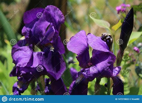Flower Of Violet Iris Plant Macro Stock Photo Image Of