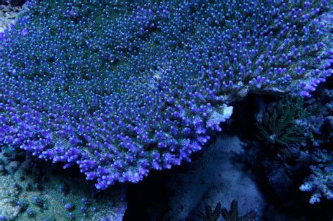 SCMAS Southern California Aquarium Club