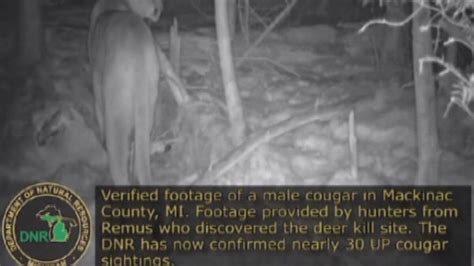 Dnr Says Cougar Sightings Difficult To Confirm