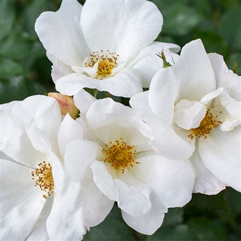 White Knock Out Star Roses And Plants