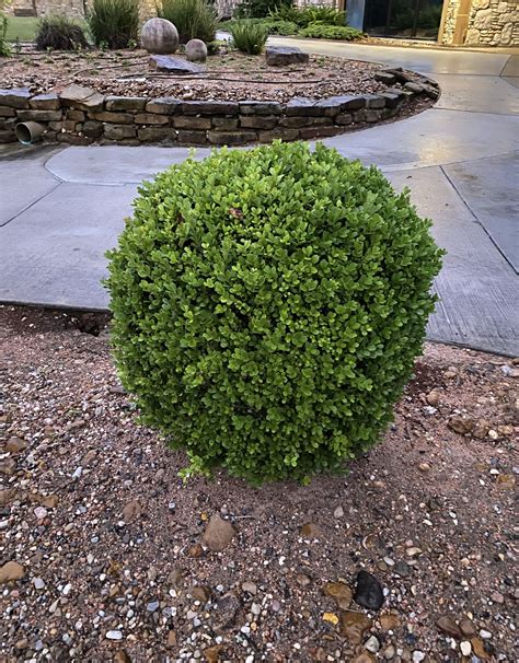 Boxwood Japanese 3g Growers Outlet