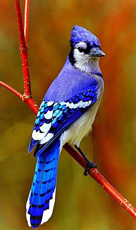 A Blue And White Bird Sitting On Top Of A Tree Branch