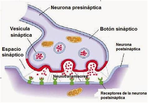 10 Sinapsis Dibujo