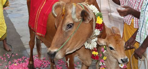 Omen To Revive Cow Pooja