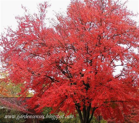 Garden Sense Fall Color Brilliant Trees