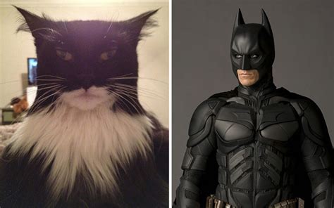 20 Cats That Look Like Other Things Bored Panda