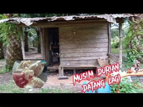 Bermalam Di Pondok Kebun Tunggu Buah Durian Jatuh YouTube