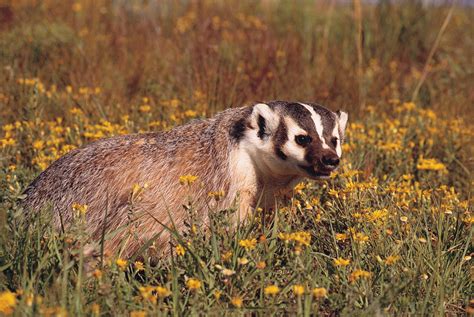 Male American Badger Free Photo Download Freeimages