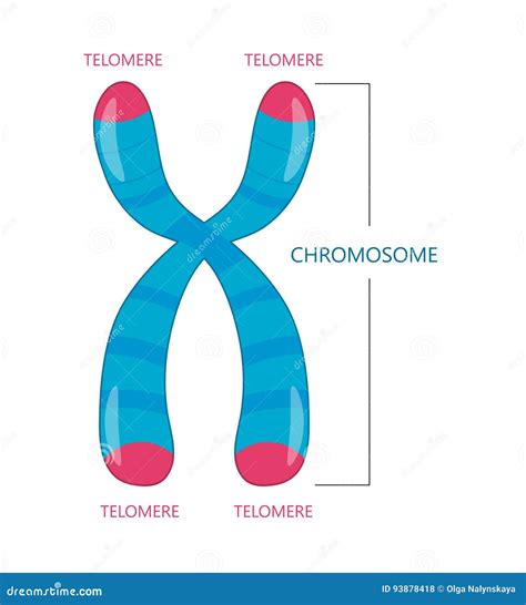 El Telomere Es El Extremo De Un Cromosoma Ilustración Del Vector