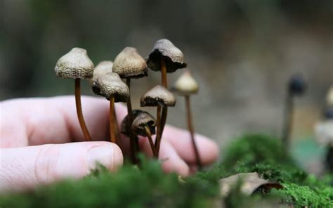 How To Grow Magic Mushrooms Mushroom Geeks