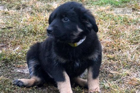 While the german shepherd is highly intelligent and trains fairly easily, they are no picnic for novice owners. Female Eight: German Shepherd puppy for sale near Fort Wayne, Indiana. | 2bc2aa23-4a61