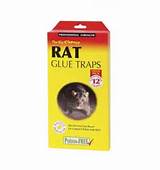 Images of Rat Glue Traps