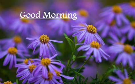 You can latest iphone widescreen wallpapers. Good Morning Beautiful Purple Flowers Images | Purple ...