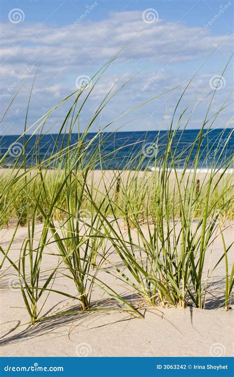 Seaside Grass Stock Photo Image Of Sand Beach Shore 3063242