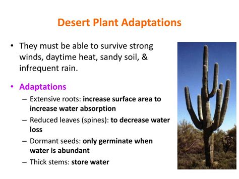 Ecological Adaptations Of Desert Plants Ppt