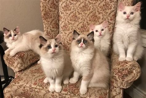 Love These Ragdoll Kittens And Their Variety Of Colors And Patterns