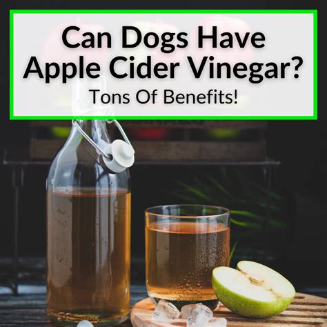 Can Dogs Have Apple Cider Vinegar Tons Of Benefits