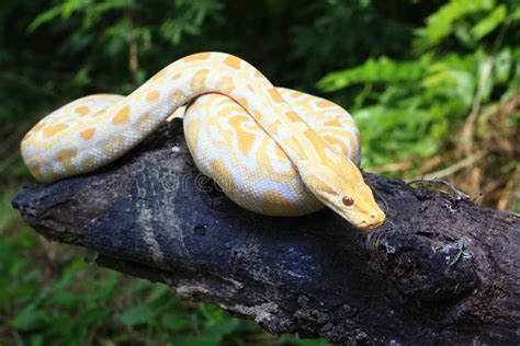 Albino Burmese Python Python Molurus Bivittatus Stock Photo Image Of