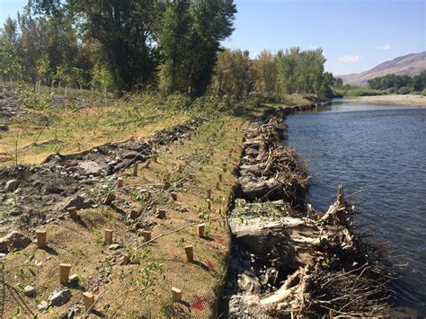 Salmon River Bank Stabilization — Intermountain Aquatics