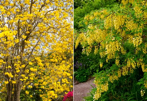 12 Magnificent Yellow Flowering Trees To Brighten Up Your Garden