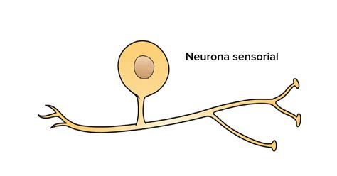 Neuronas Sensoriales